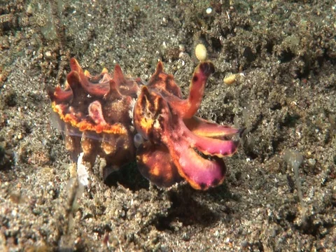 Flamboyant Cuttlefish Stock Footage 98700115