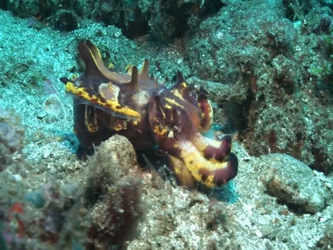 Flamboyant Cuttlefish Stock Footage 98860673