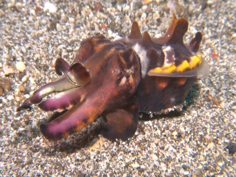 Flamboyant Cuttlefish Stock Footage 98860969