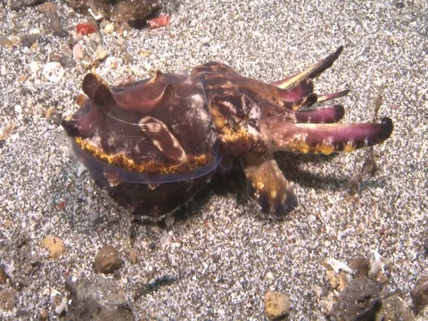 Flamboyant Cuttlefish Stock Footage 98861034