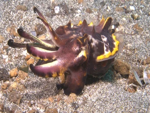 Flamboyant Cuttlefish Stock Footage 98861061