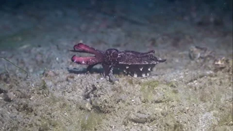 Flamboyant cuttlefish Stock Footage 183778193