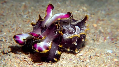 Flamboyant cuttlefish Stock Footage 201227521