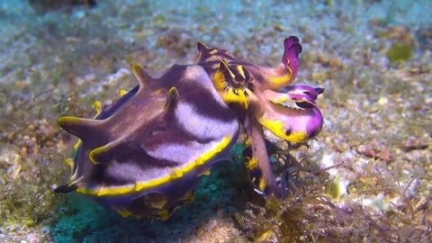 Flamboyant cuttlefish Stock Footage 307148770