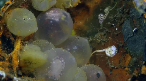 Flamboyant Cuttlefish hatching from egg 002 Stock Footage 62404213