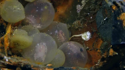 Flamboyant Cuttlefish hatching from egg 003 Stock Footage 62404521