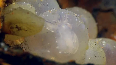 Flamboyant Cuttlefish hatching from egg Stock Footage 62406031