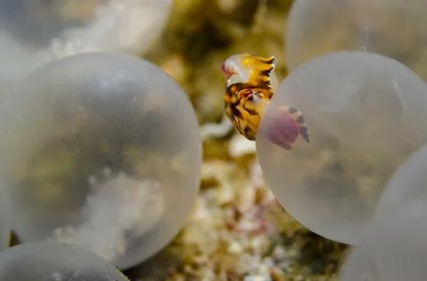 Flamboyant Cuttlefish Hatching Stock Photos