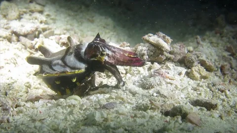 Flamboyant Cuttlefish hunting 2 Stock Footage 91020567