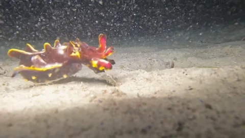 Flamboyant cuttlefish hunting during nightdive Stock Footage 336452481
