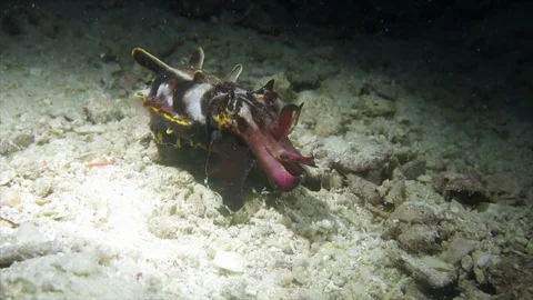 Flamboyant Cuttlefish hunts Stock Footage 91019457