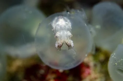Flamboyant Cuttlefish Inside The Egg Stock Photos