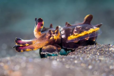 Flamboyant Cuttlefish in Lembeh Stock Photos