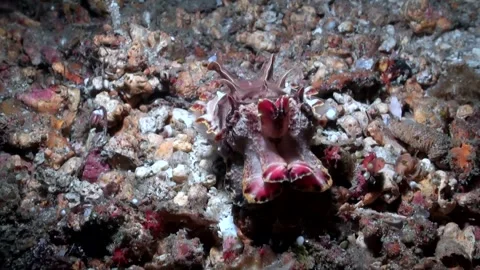 Flamboyant Cuttlefish (Metasepia pfefferi) - Close Up - Philippines Video stock 334736305