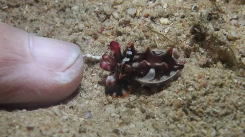 Flamboyant Cuttlefish (Metasepia pfefferi) next to Finger for Scale - Close Up  Video stock 334736172