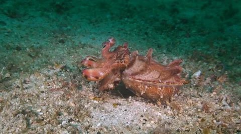 Flamboyant cuttlefish moves over sandy bottom Stock Footage 41864798