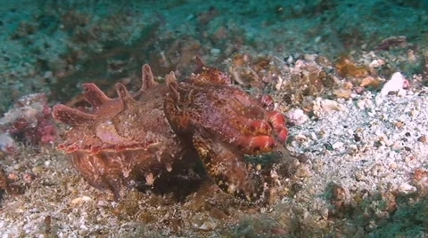 Flamboyant cuttlefish moves over sandy bottom Stock Footage 50817337