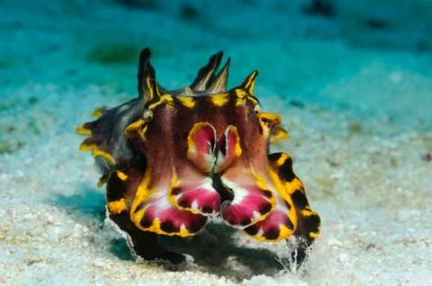 Flamboyant cuttlefish Stock Photos