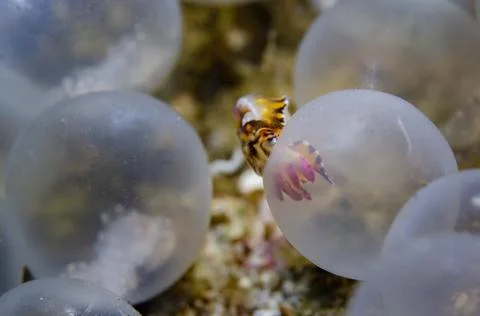 Flamboyant Cuttlefish Stock Photos