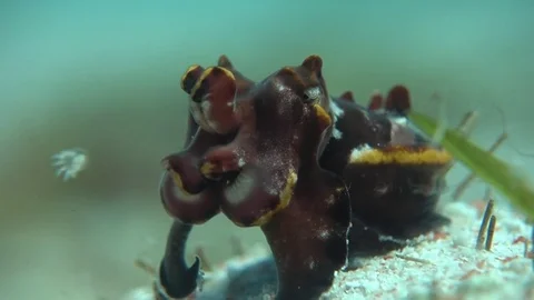 Flamboyant cuttlefish poses and walks away Video stock 74070566