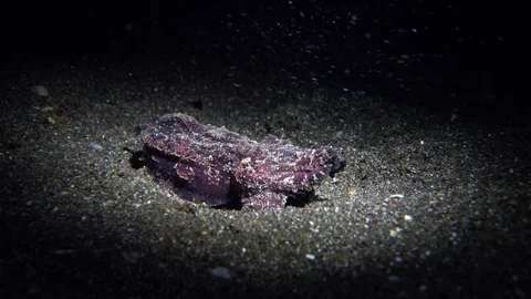 Flamboyant Cuttlefish sitting in the sand beeing scared by pufferfish i Stock Footage 77433522