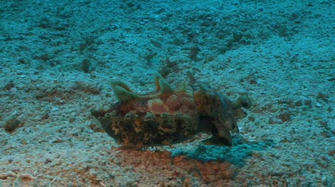 Flamboyant cuttlefish is swimming over sandy coral ground  Video stock 797375