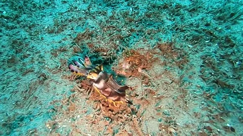 Flamboyant Cuttlefish (top view) - Diving in the Philippines Stock Footage 108527533