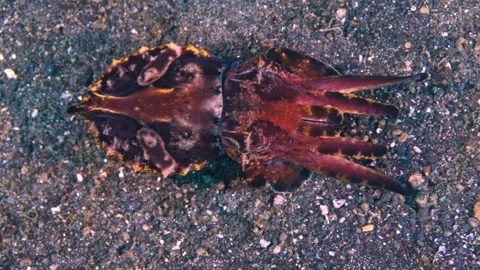 Flamboyant Cuttlefish Walking Across Black Sand in Lembeh Strait, Indonesia Stock Footage 340539380