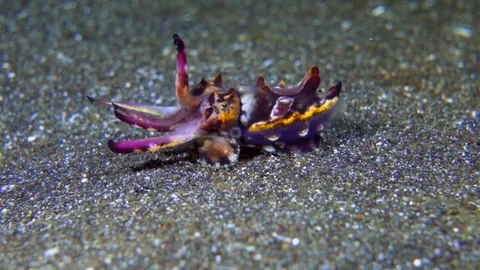 Flamboyant Cuttlefish walking away and changing color Stock Footage 72348008