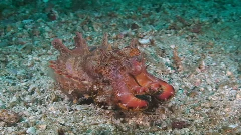 Flamboyant cuttlefish is walking on sandy bottom Stock Footage 42109968