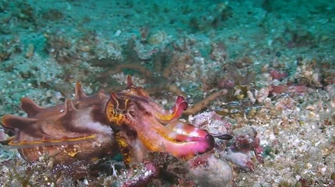 Flamboyant cuttlefish is walking on sandy bottom Stock Footage 42113420