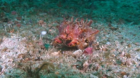 Flamboyant cuttlefish is walking on sandy bottom Stock Footage 50832777