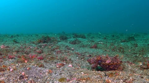 Flamboyant Cuttlefish wide-angle scene walking in sand Stock Footage 72307920