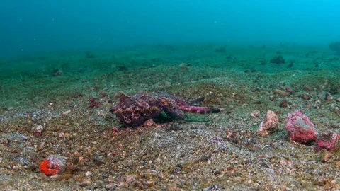 Flamboyant Cuttlefish wide-angle scene walking in sand with fish Stock Footage 72310831
