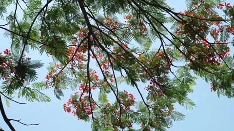Flamboyant flowers in the wind Stock Footage 291631562