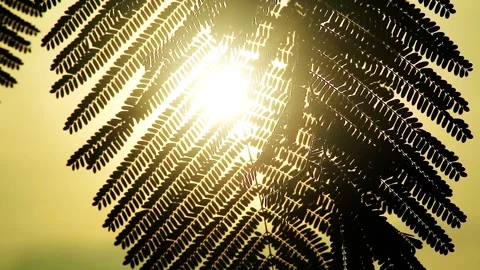 Flamboyant leaf silhouette at sunset Stock Footage 297398405