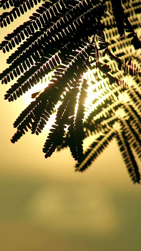 Flamboyant leaf silhouette at sunset Stock Footage 297398437