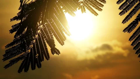 Flamboyant leaf silhouette at sunset Stock Footage 297398619