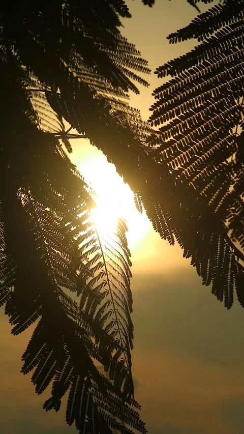 Flamboyant leaf silhouette at sunset Video stock 297398729
