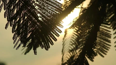 Flamboyant leaf silhouette at sunset Stock Footage 297398731
