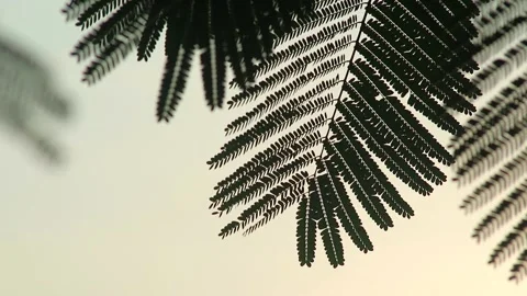 Flamboyant leaf silhouette at sunset Stock Footage 297398742