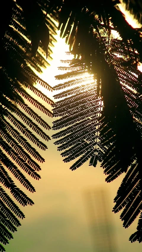 Flamboyant leaf silhouette at sunset 스톡 동영상 297398798