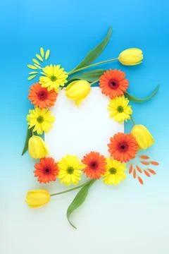 Flamboyant Spring and Easter Flower Background Border Stock Photos