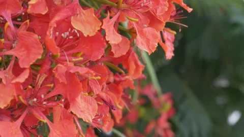 Flamboyant tree blossoms drift softly in close view, showing dense orange red Stock Footage 345652747