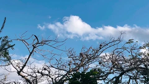 Flamboyant Tree, Blue Sky, White Clouds, Windy Day, Nature, Scenic View, Stock Footage 263155091