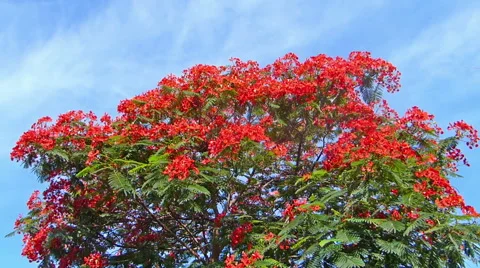 Flamboyant tree, flame tree, Delonix regia Stock Footage 46949430