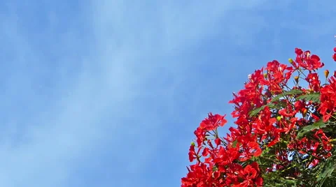 Flamboyant tree, flame tree, Delonix regia Stock Footage 46949568