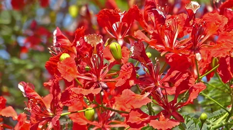 Flamboyant tree, flame tree, Delonix regia Stock Footage 46949787