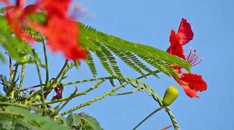 Flamboyant tree, flame tree, Delonix regia Stock Footage 46949975