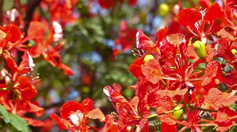 Flamboyant tree, flame tree, Delonix regia Stock Footage 46950105